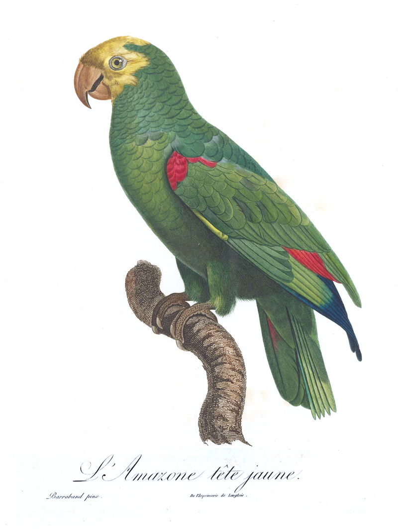 Levaillant Parrot 86.jpg