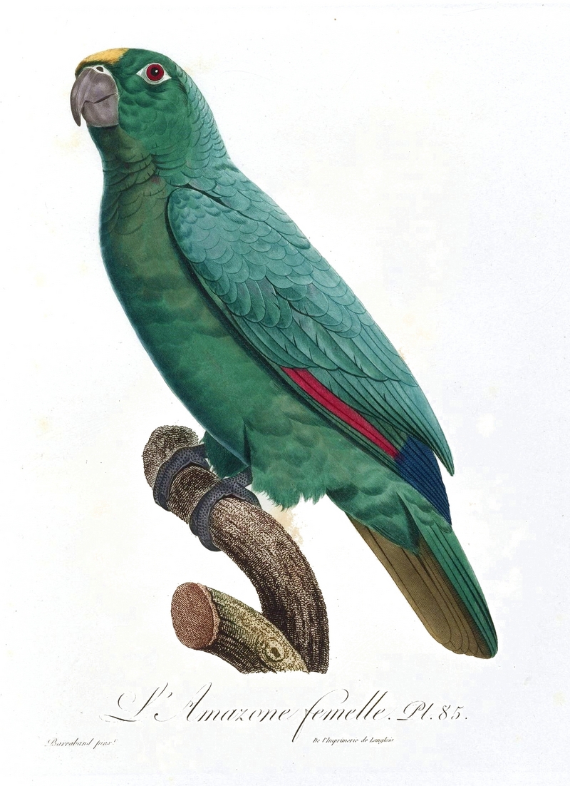 Histoire naturelle des perroquets (9949504733).jpg