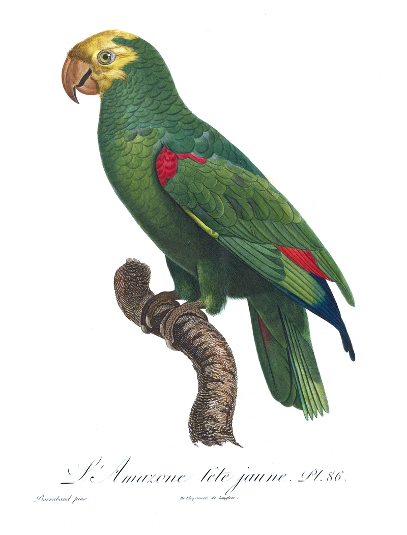 Histoire naturelle des perroquets (9949379375).jpg