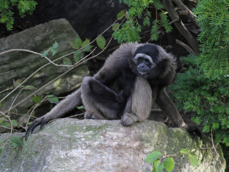 Muellers Gibbon - Müller's Bornean gibbon, grey gibbon (Hylobates muelleri).jpg