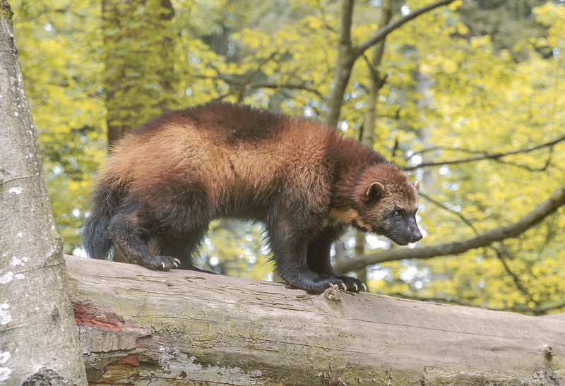Wolverine 01 - skunk bear, wolverine (Gulo gulo).jpg