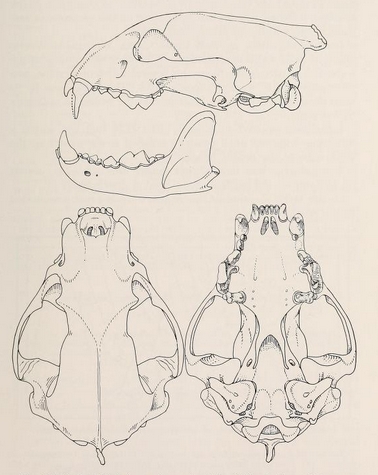 Mammals of northern Alaska on the Arctic slope (1956) Gulo gulo luscus skull.png