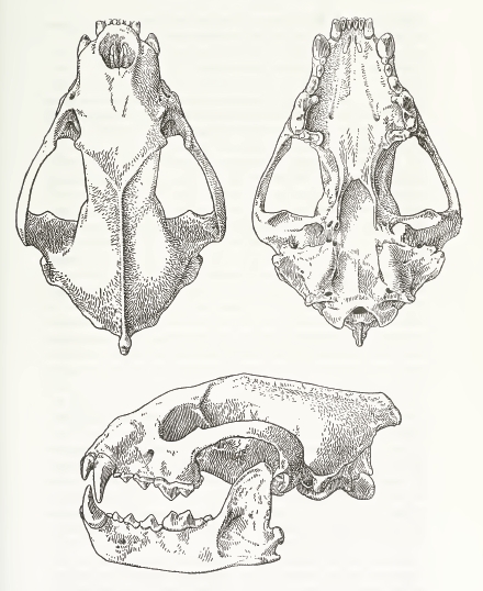 MSU V2P1b - Gulo gulo skull.png