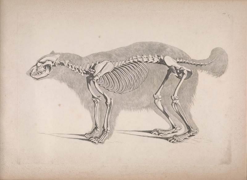 Die vergleichende Osteologie (1821) Gulo gulo.jpg