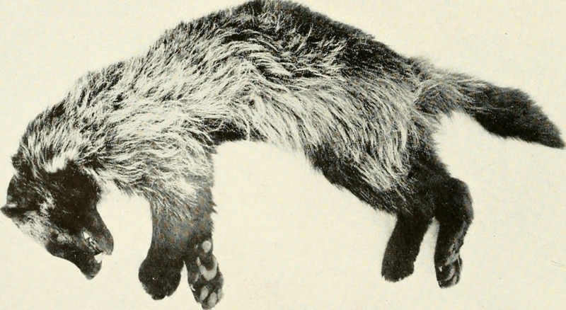 Animal life in the Yosemite; an account of the mammals, birds, reptiles, and amphibians in a cross-section of the Sierra Nevada (1924) (18194406772).jpg
