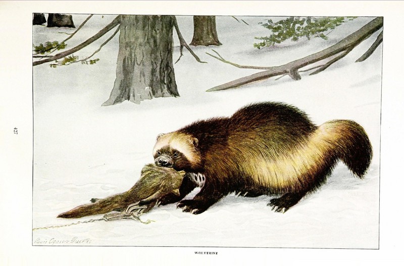 The larger North American mammals (Page 427) (7017486249).jpg