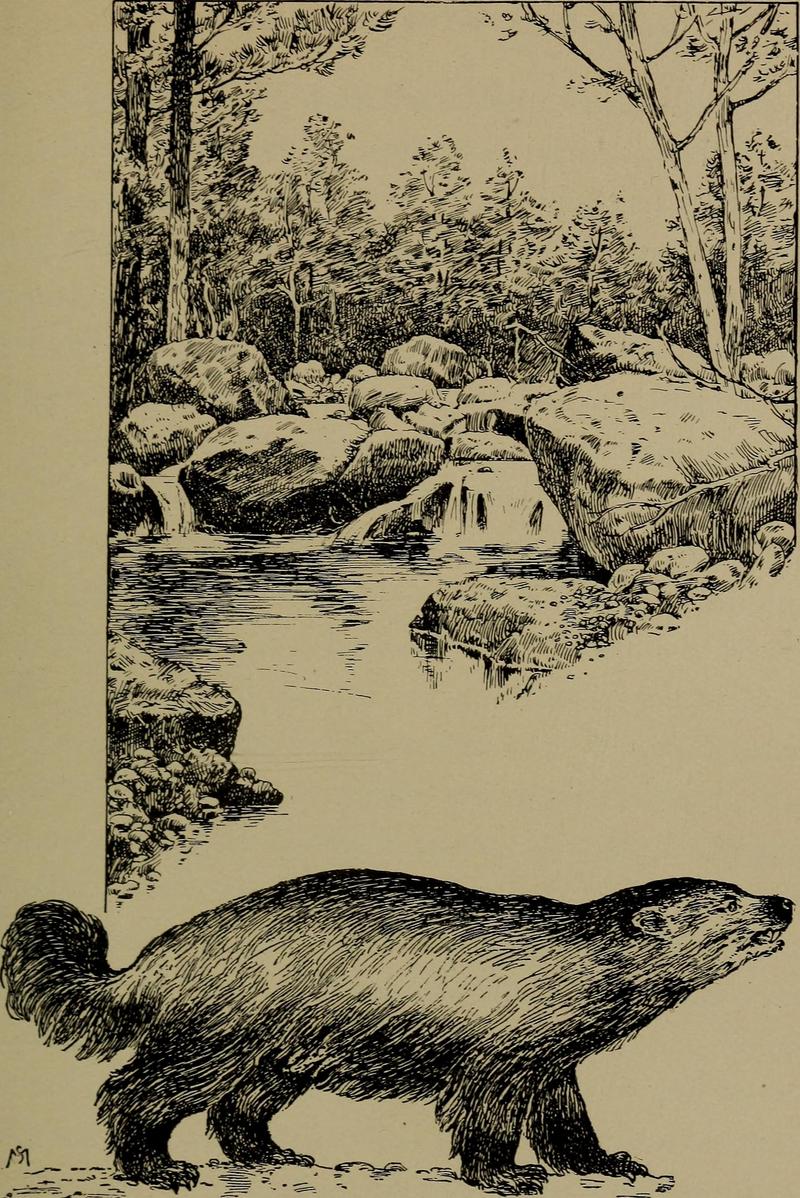 Familiar life in field and forest; the animals, birds, frogs, and salamanders (1898) (14752212211).jpg