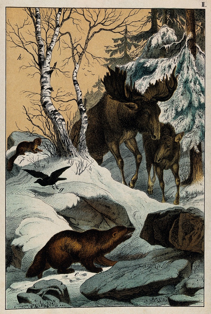 An elk and its young walking through a snowy landscape, with Wellcome V0021371.jpg