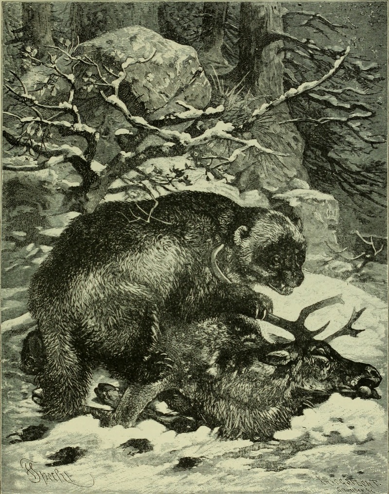Brehm's Life of animals - a complete natural history for popular home instruction and for the use of schools. Mammalia (1896) (20226587969).jpg
