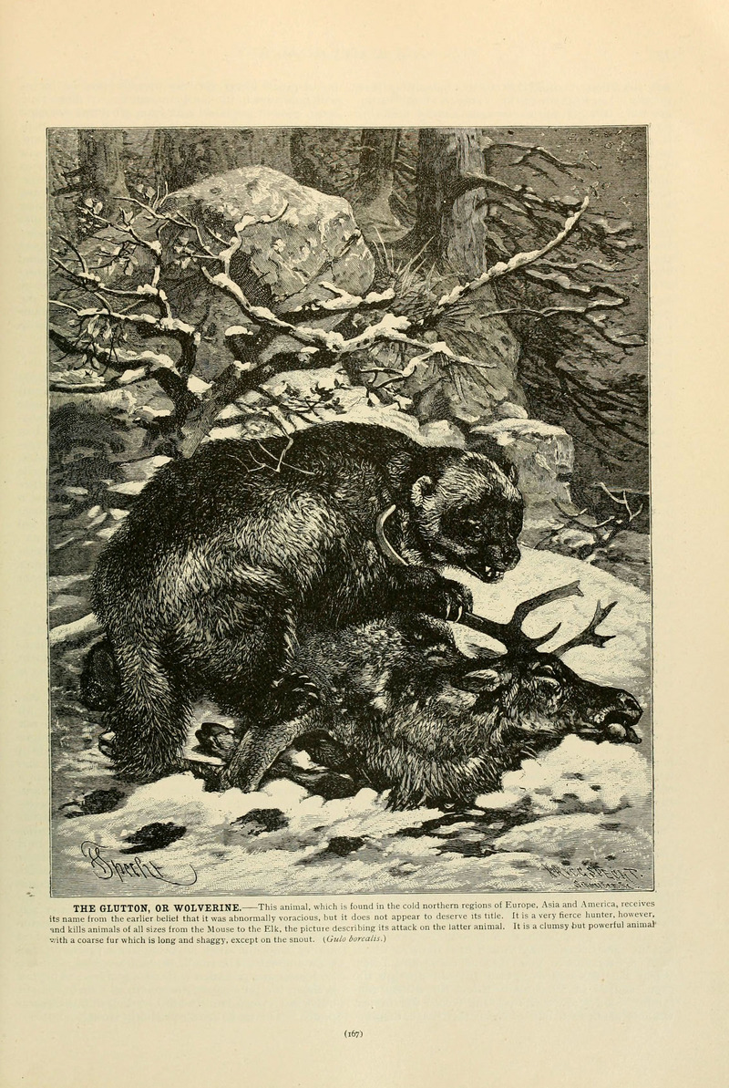 Brehm's Life of animals (Page 167) (6220159491).jpg