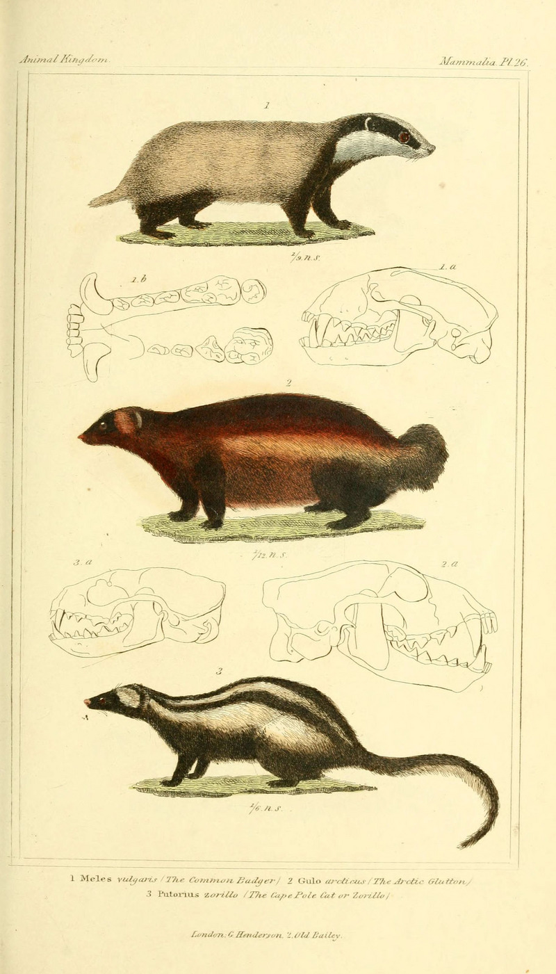 The animal kingdom, arranged according to its organization, serving as a foundation for the natural history of animals (Pl. 26) (6026150934).jpg