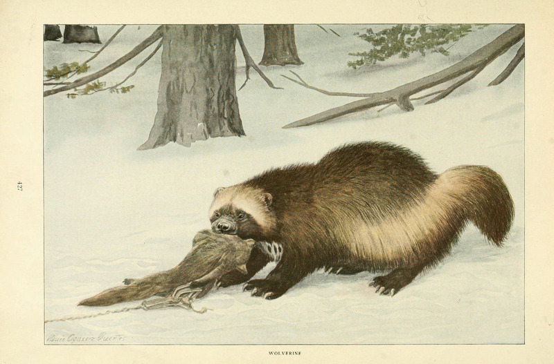 Wild animals of North America, intimate studies of big and little creatures of the mammal kingdom (Page 427) (6216706547).jpg