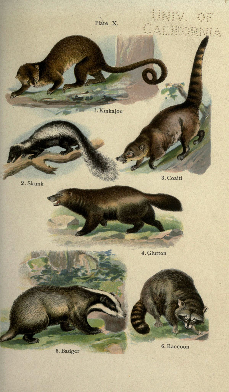 The handy natural history (Coloured Plate X) (5984800047).jpg