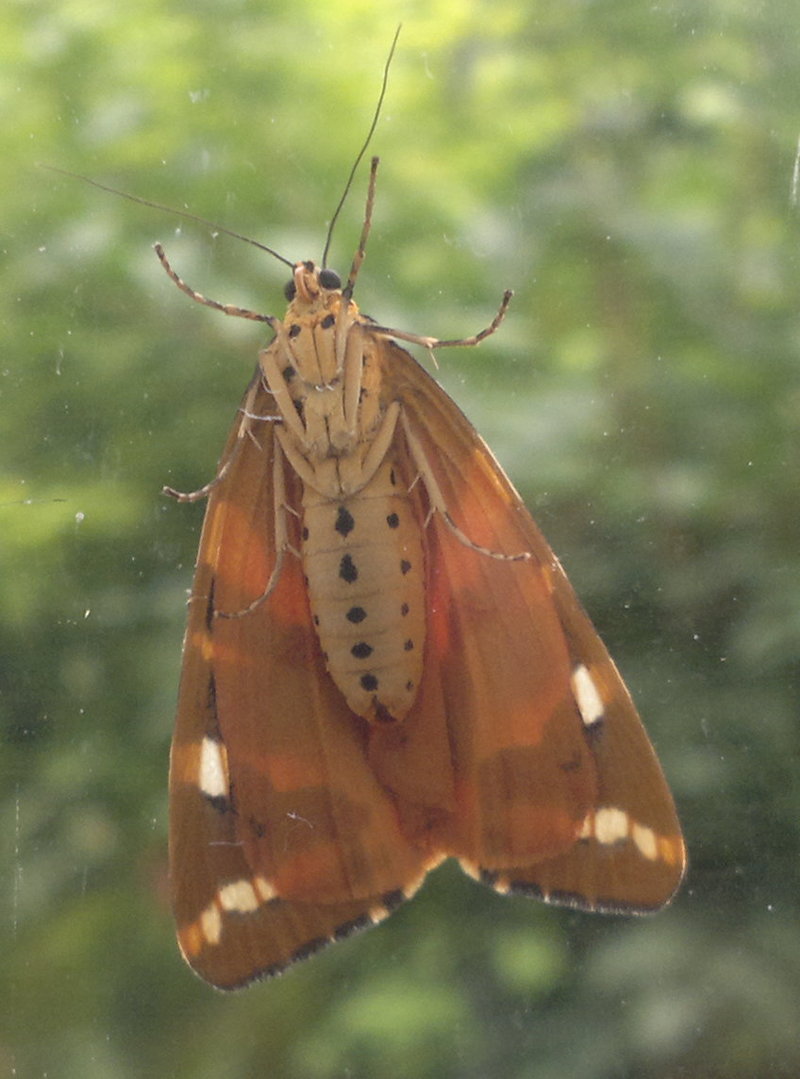 Underside of a Jersey tiger moth.jpg