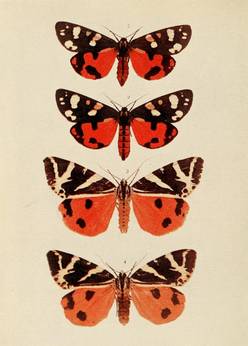 Moths of the British Isles Plate089.jpg