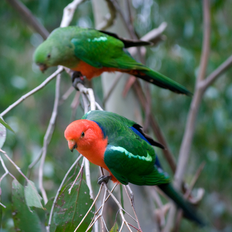 Alisterus scapularis (pair) -Australia-8a - Australian king parrot (Alisterus scapularis) parrots.jpg