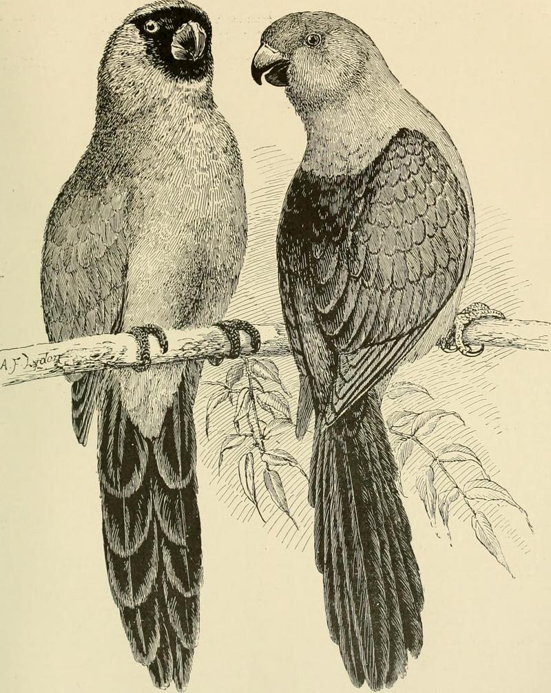 Foreign birds for cage and aviary (1910) (14755267952).jpg