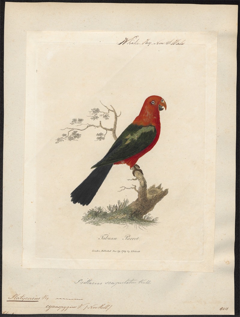 Platycercus cyanopygius - 1789 - Print - Iconographia Zoologica - Special Collections University of Amsterdam - UBA01 IZ18500015.jpg