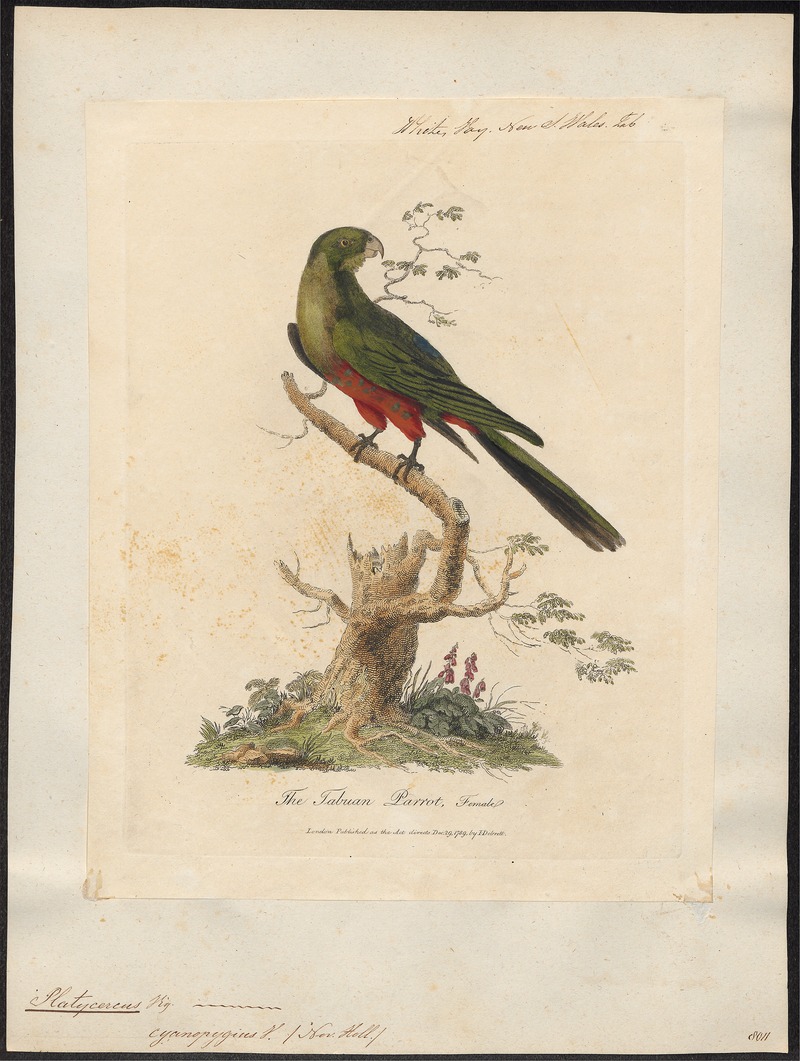 Platycercus cyanopygius - 1789 - Print - Iconographia Zoologica - Special Collections University of Amsterdam - UBA01 IZ18500017.jpg
