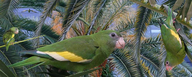 White-winged Parakeet From The Crossley ID Guide Eastern Birds.jpg