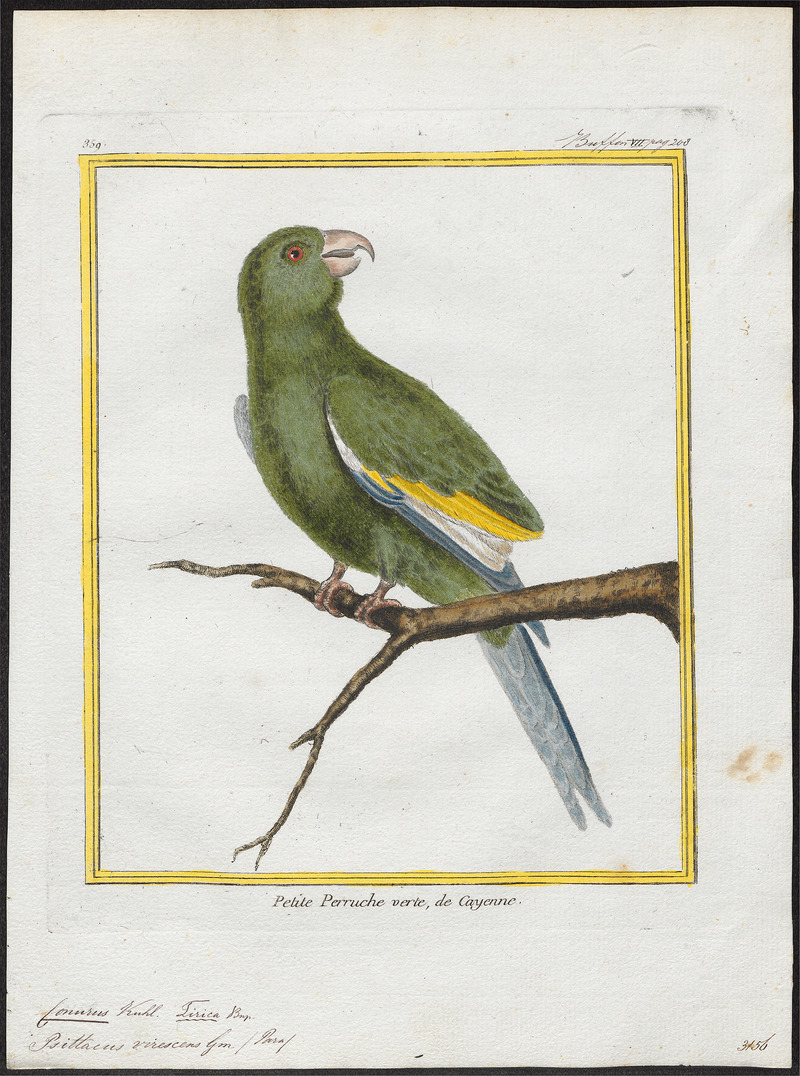 Conurus versicolurus - 1700-1880 - Print - Iconographia Zoologica - Special Collections University of Amsterdam - UBA01 IZ18500191.jpg