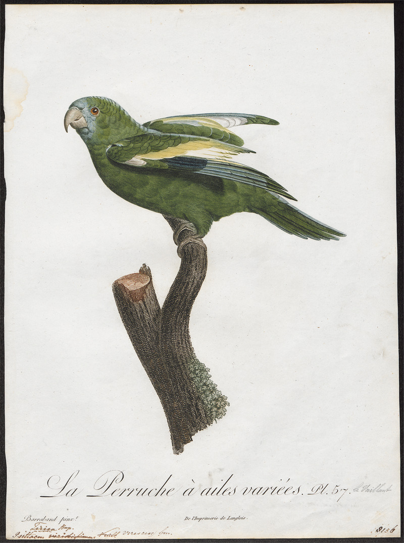 Conurus versicolurus - 1796-1808 - Print - Iconographia Zoologica - Special Collections University of Amsterdam - UBA01 IZ18500193.jpg