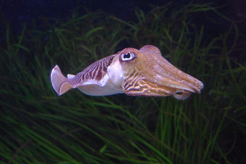 Cuttlefish @ Oceanário de Lisboa - common cuttlefish (Sepia officinalis).jpg