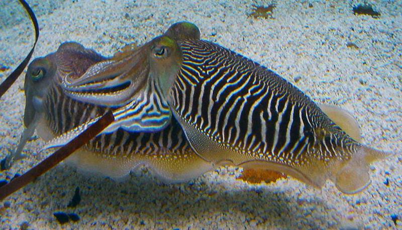 Sepia officinalis Cuttlefish striped breeding pattern.jpg