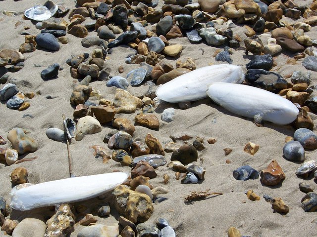 Cuttlebones from the Common cuttlefish (Sepia officinalis) - geograph.org.uk - 775818.jpg