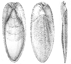 Herklots 1859 I 2 Sepia officinalis - schelp.jpg