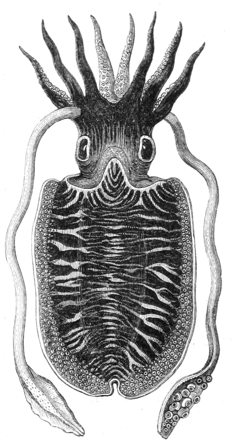 Natural History - Mollusca - Cuttle.png