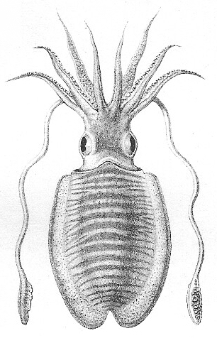 Herklots 1859 I 1 Sepia officinalis - dier.jpg