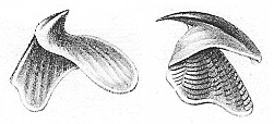 Herklots 1859 I 5-6 Sepia officinalis - kaak.jpg
