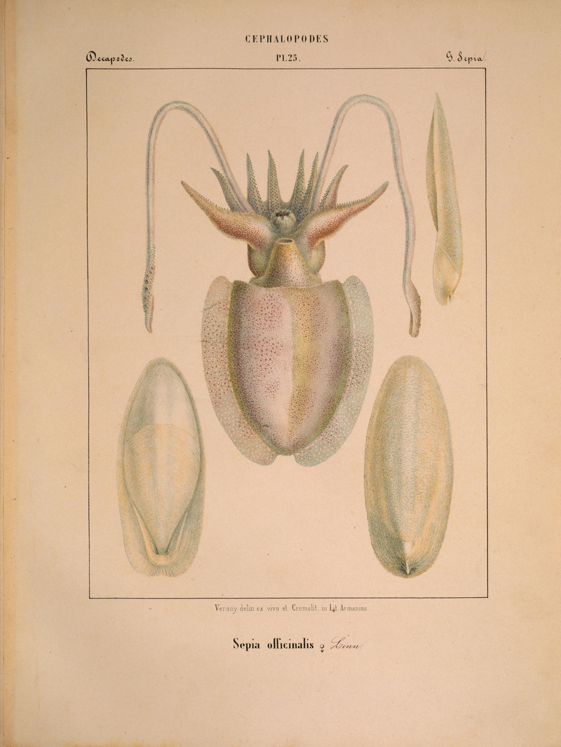Mollusques méditeranéens (!) (6263523163).jpg