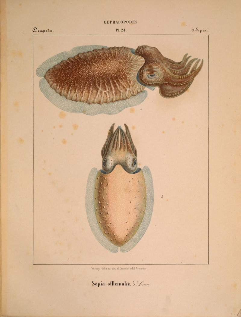 Mollusques méditeranéens (!) (6263522973).jpg