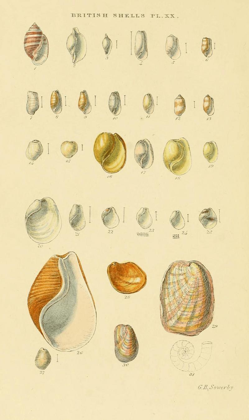 Illustrated Index of British Shells Plate 20.jpg