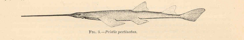 FMIB 38049 Pristis pectinatus; the Saw-fishes.jpeg