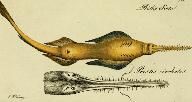 M.E. Blochii Systema ichthyologiae iconibus CX illustratum (1801) (14766102222).jpg