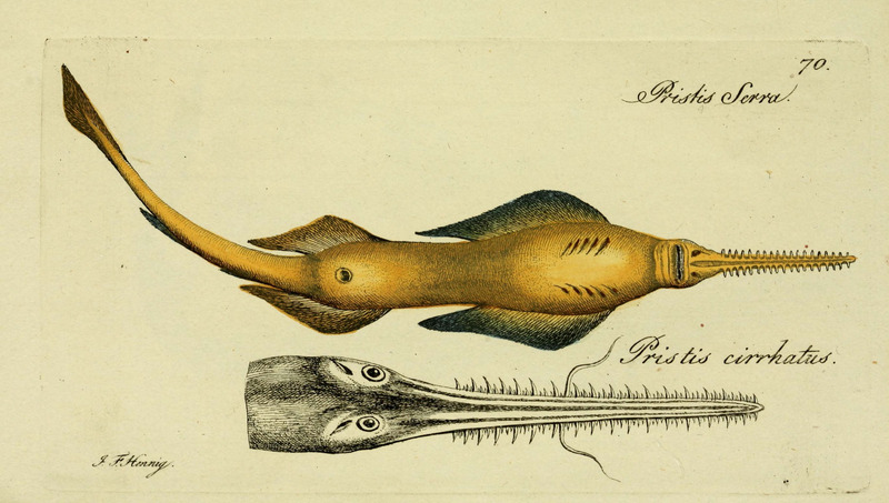 M.E. Blochii . . . Systema ichthyologiae iconibus CX illustratum (Plate 70) (6006028756).jpg