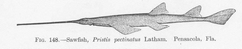 FMIB 51685 Sawfish, Pristis pectionatus Latham Pensacola, Fla.jpeg