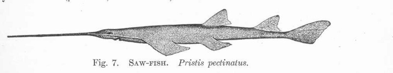 FMIB 51332 Saw-Fish Pristis pectinatus.jpeg