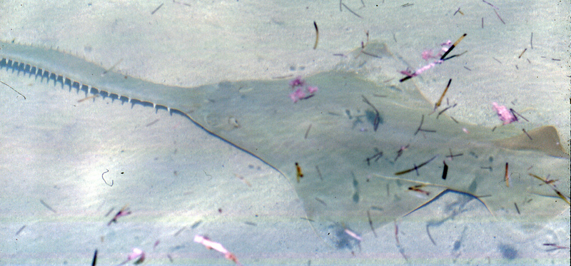 Pristis pectinata (smalltooth sawfish) (Bimini, western Bahamas).jpg