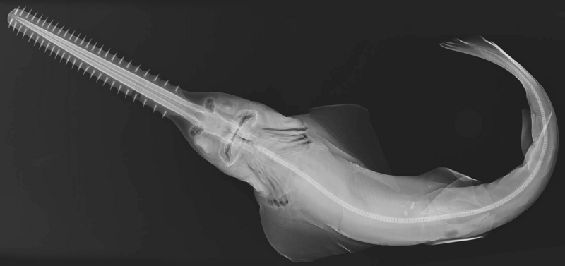 Pristis pectinata X-ray.jpg