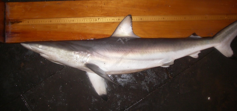 Spinner shark nmfs - spinner shark (Carcharhinus brevipinna).jpg