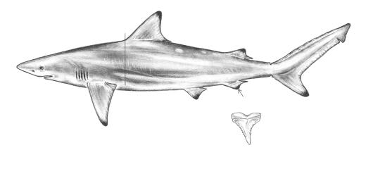 Carcharhinus brevipinna drawing.jpg