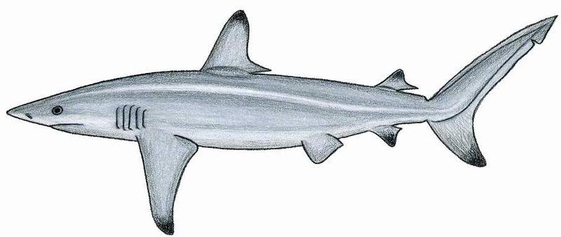 Carcharhinus brevip.JPG