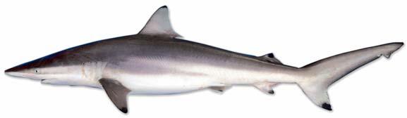 Carcharhinus brevipinna.jpg