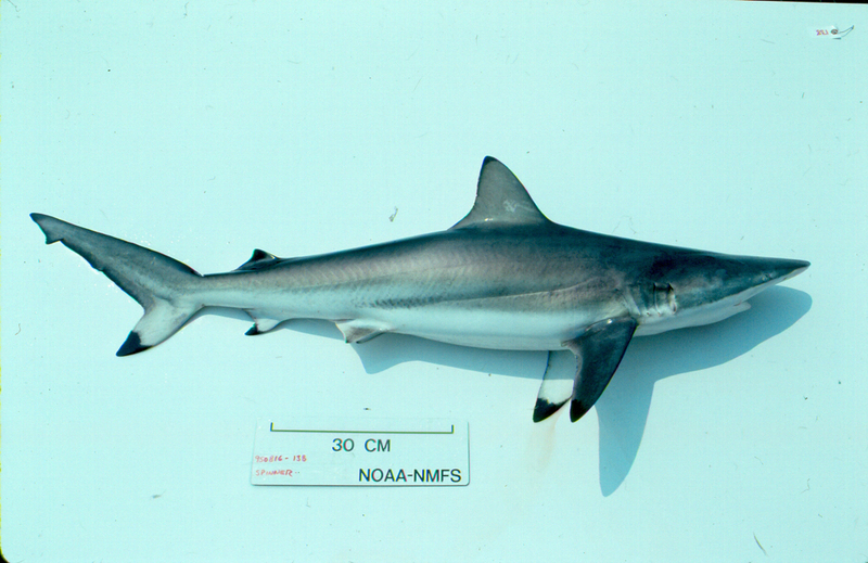 Carcharhinus brevipinna nefsc.jpg