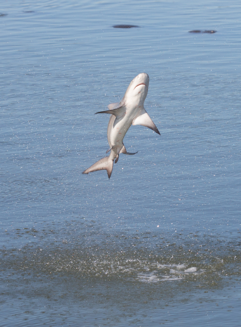 spinner shark (Carcharhinus brevipinna) jump 1.jpg