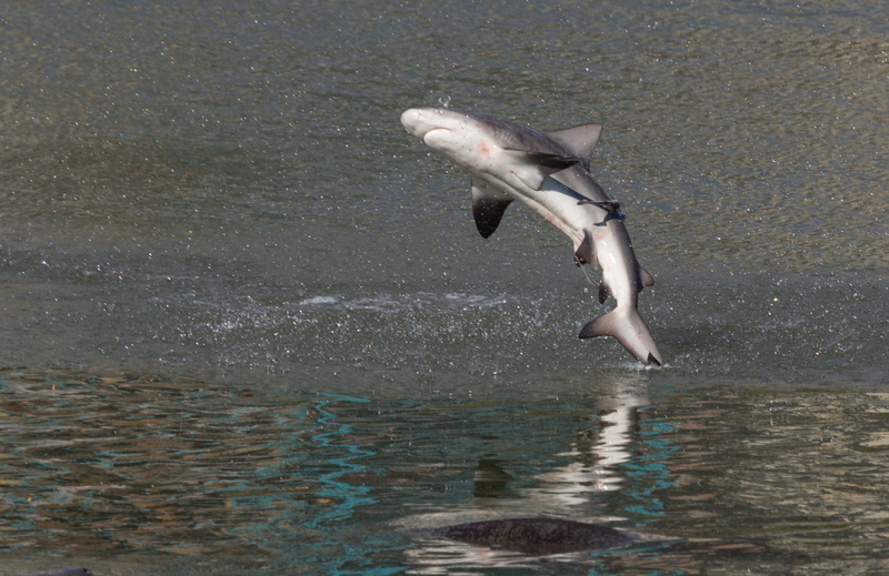 spinner shark (Carcharhinus brevipinna) jump 2.jpg
